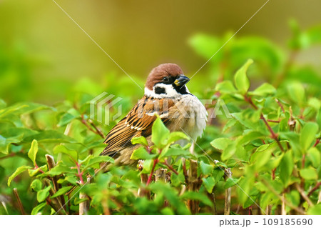 スズメ(雀/sparrow) スズメ(雀/sparrow) 109185690