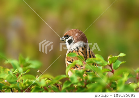 スズメ(雀/sparrow) スズメ(雀/sparrow) 109185695