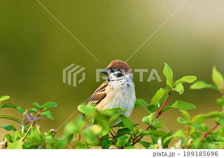 スズメ(雀/sparrow) スズメ(雀/sparrow) 109185696