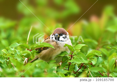 スズメ(雀/sparrow) スズメ(雀/sparrow) 109185700