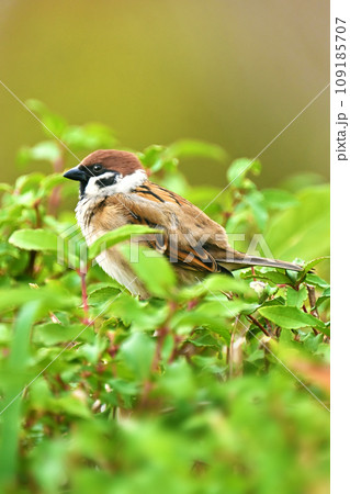 スズメ(雀/sparrow) スズメ(雀/sparrow) 109185707