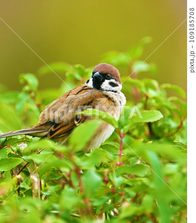 スズメ(雀/sparrow) スズメ(雀/sparrow) 109185708