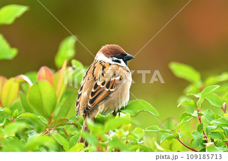 スズメ(雀/sparrow) スズメ(雀/sparrow) 109185713