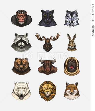 Fox and raccoon, dog Deer and hare, panther and wolf monkey Polar bear and lion, Brown bear and bull 109186054