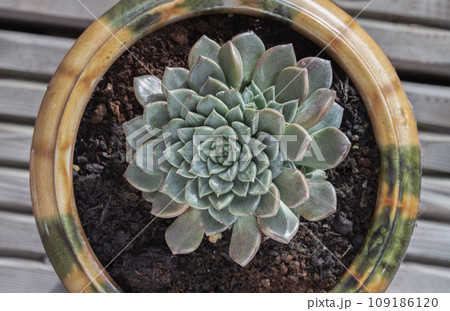 Top view of Echeveria hyalina succulent plant in flowerpot. 109186120