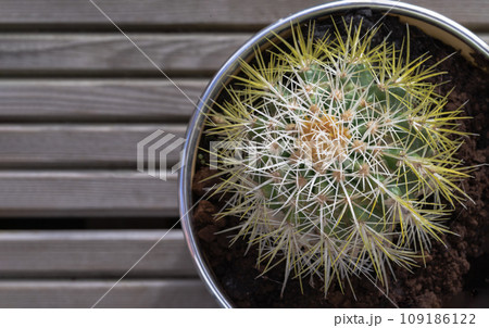 Top view of Prickly green Echinocactus grusonii or Kroenleinia grusonii cactus plant with sharp white prickles in yellow flower pot. 109186122
