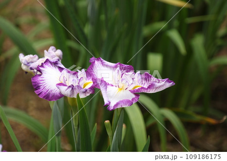 ハナショウブ 深芳野② ハナショウブ 深芳野② 109186175