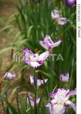 ハナショウブ　深芳野⑤ 109186183