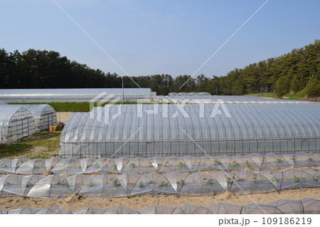 農業用ビニールハウス 農業用ビニールハウス 109186219