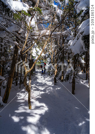 【冬素材】雪の北横岳の登山風景【長野県】 109186514