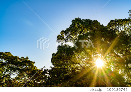 木々からの木漏れ日の光芒　背景イメージ　くっきり夕方鮮やかカラー 109186743