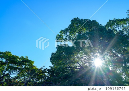 木々からの木漏れ日の光芒　背景イメージ　朝カラー 109186745