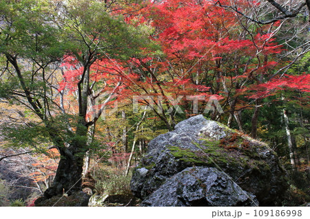 小田深山渓谷　紅葉狩り　（愛媛県　内子町） 109186998