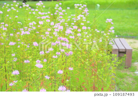 ワイルドベルガモットの花 109187493