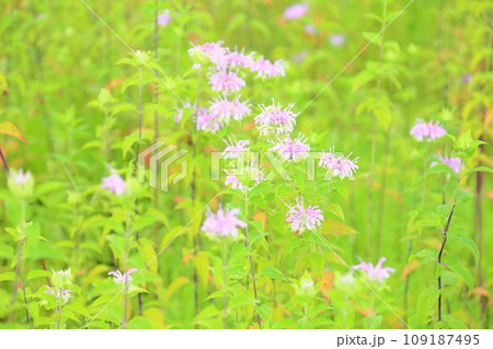 ワイルドベルガモットの花 109187495