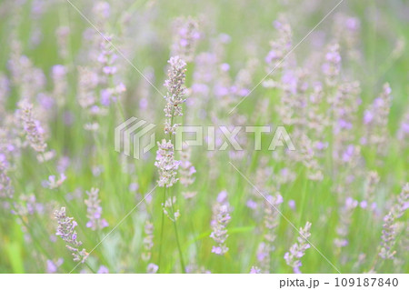 ラベンダーの花 109187840