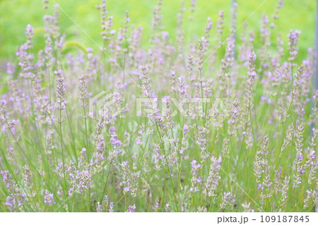 ラベンダーの花 ラベンダーの花 109187845