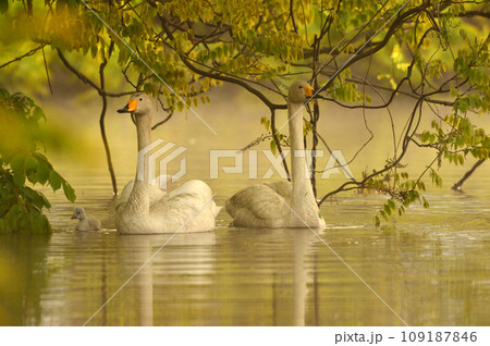 白鳥のヒナ達 白鳥のヒナ達 109187846