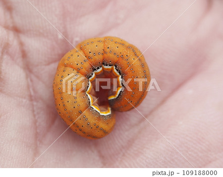 掌に載ったシロイチモジヨトウの幼虫 掌に載ったシロイチモジヨトウの幼虫 109188000