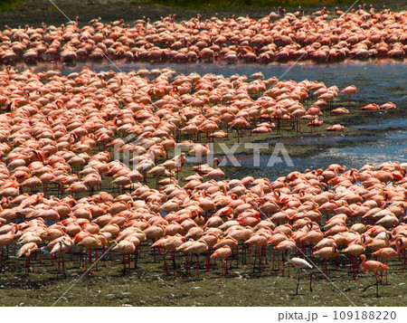 Flock of flamingos in the african lake Flock of flamingos in the african lake 109188220