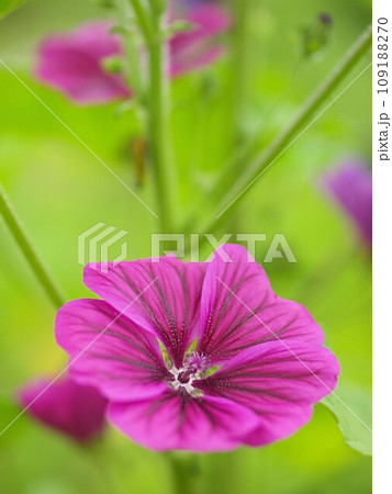 紫色のマロウの花の咲く風景 109188270