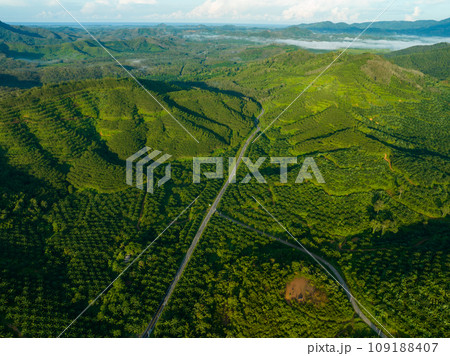 Row of palm tree plantation garden on high mountain in phang nga thailand, Aerial view drone high angle view road around the palm trees plantation 109188407