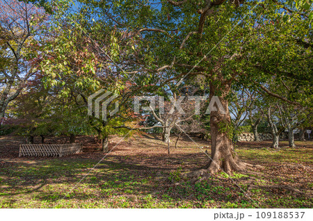 彦根城の樹林 彦根城の樹林 109188537