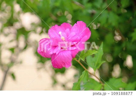 八重咲ムクゲの花 109188877