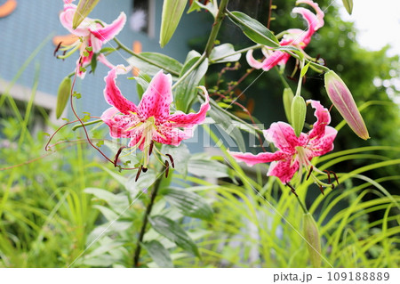 カノコユリの花 カノコユリの花 109188889