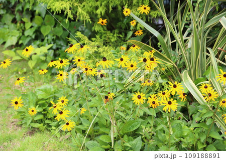 ルドベキアの花 ルドベキアの花 109188891