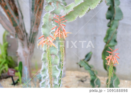 アロエの花 不夜城 アロエの花 不夜城 109188898