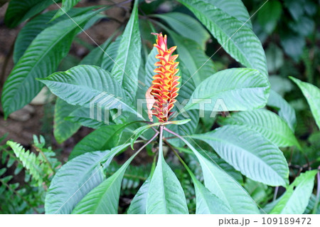 アフェランドラ　モンタナの花 109189472