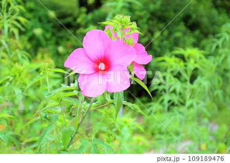 タイタンビカスの花 109189476