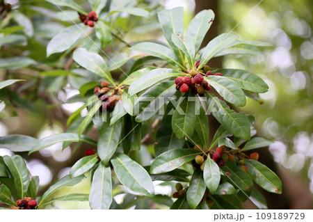 ヤマモモの実 ヤマモモの実 109189729