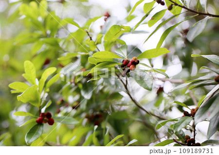 ヤマモモの実 ヤマモモの実 109189731