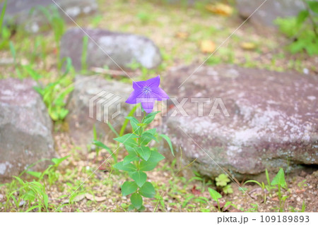 キキョウの花 キキョウの花 109189893
