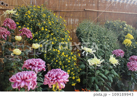 菊 菊 109189943