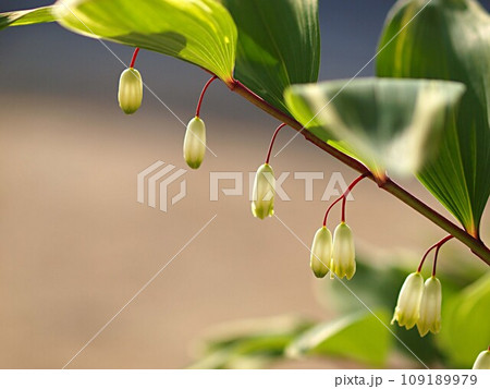 ナルコユリの花の生態写真 ナルコユリの花の生態写真 109189979
