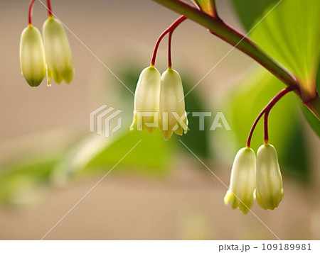 ナルコユリの花の生態写真 ナルコユリの花の生態写真 109189981