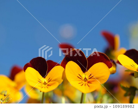 青空バックのパンジーの花 青空バックのパンジーの花 109189982