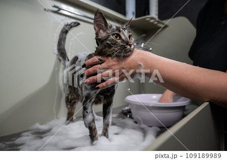 Woman shampooing a tabby gray cat in a grooming salon. Woman shampooing a tabby gray cat in a grooming salon. 109189989