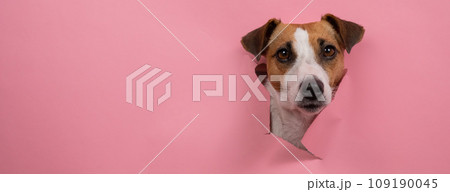 Funny dog jack russell terrier tore pink paper background. Widescreen.  109190045