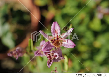 雨に濡れたホトトギスの花 109190164