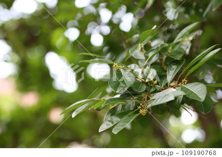 カンコノキの花の蕾 109190768