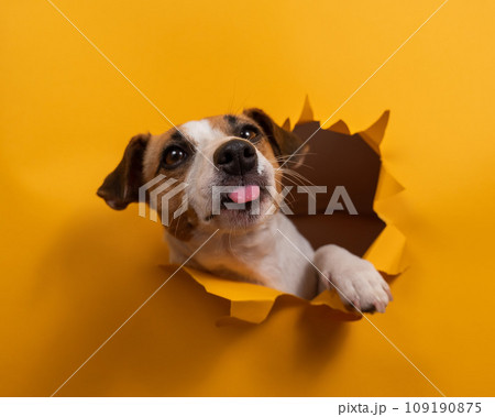 Licking jack russell terrier comes out of a paper orange background tearing it.  109190875