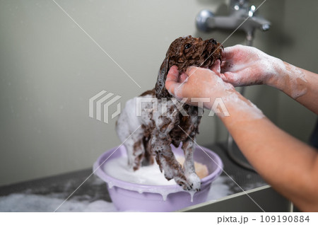Woman shampooing brown mini toy poodle in grooming salon. Woman shampooing brown mini toy poodle in grooming salon. 109190884
