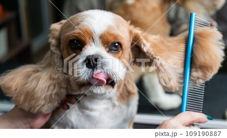 Groomer combing Cavalier King Charles Spaniel in grooming salon. Groomer combing Cavalier King Charles Spaniel in grooming salon. 109190887