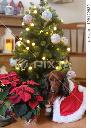クリスマスを楽しむダックスフンド 109190929