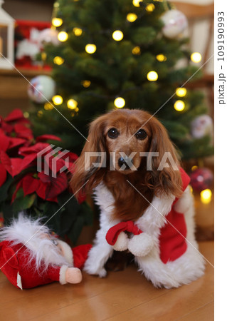 クリスマスを楽しむダックスフンド 109190993