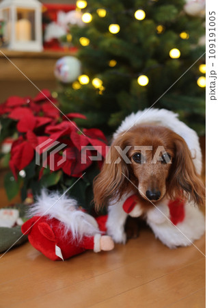 クリスマスを楽しむダックスフンド 109191005